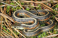 Coast Gartersnake