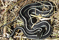 Coast Gartersnake