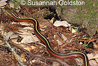 Coast Gartersnake