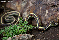 Valley Gartersnake