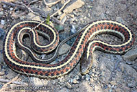 Diablo Range Gartersnake