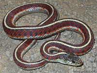 Coast Gartersnake