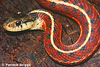 Coast Gartersnake