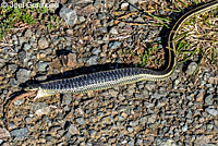 Coast Gartersnake