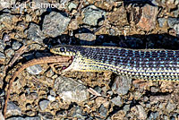 Coast Gartersnake