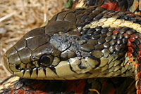 Coast Gartersnake