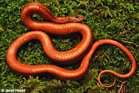 Valley Gartersnake