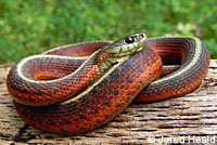 Coast Gartersnake