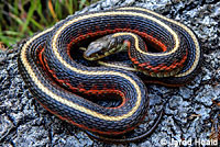 Coast Gartersnake