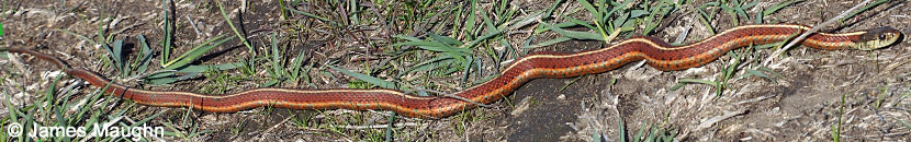 Coast Gartersnake