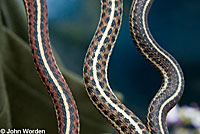 Coast Gartersnake