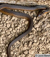 Coast Gartersnake