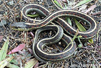 Valley Gartersnake