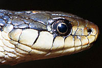 Coast Gartersnake