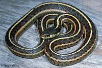 Coast Gartersnake