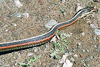 Coast Gartersnake