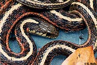 Coast Gartersnake