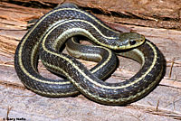 Coast Gartersnake