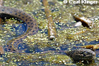 Wandering Gartersnake