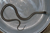 Wandering Gartersnake