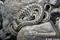 Wandering Gartersnake