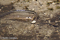 Wandering Gartersnake