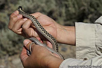 Wandering Gartersnake