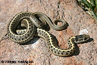 Wandering Gartersnake