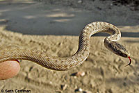 Wandering Gartersnake