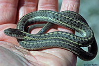 Wandering Gartersnake