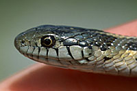 Wandering Gartersnake