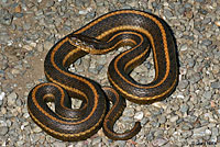 Giant Gartersnake