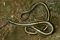 Giant Gartersnake