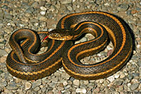 Giant Gartersnake