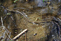 Giant Gartersnake