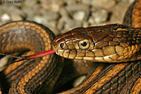 Giant Gartersnake