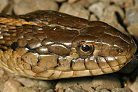 Giant Gartersnake