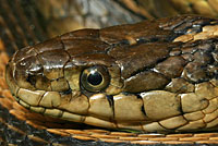 Giant Gartersnake