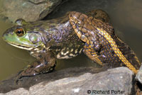 Giant Gartersnake hunt