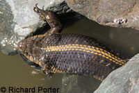 Giant Gartersnake hunt