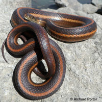 Giant Gartersnake