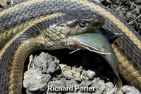 Giant Gartersnake hunt