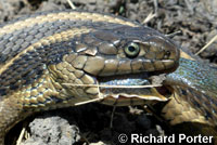 Giant Gartersnake hunt