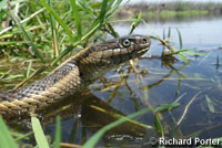 Giant Gartersnake hunt