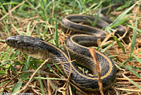 Pacific Gopher Snake