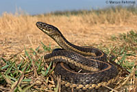 Pacific Gopher Snake