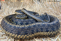 Pacific Gopher Snake