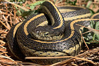 Pacific Gopher Snake