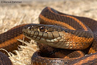 Pacific Gopher Snake