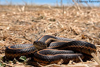 Pacific Gopher Snake